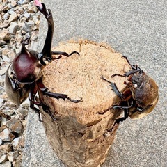 ②石川県パールホワイトアイカブト虫♂♀ペア大型とWDコクワガタペアのセットの画像