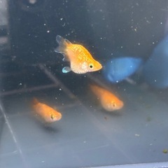 サンセットダイヤ　メダカ　めだかの画像