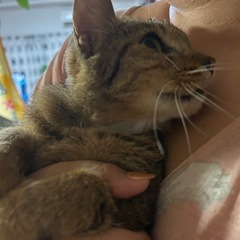 里親募集　メスネコ！ - 静岡市