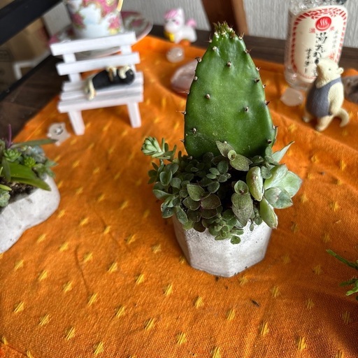中古 サボテン 現状 巨大なサボテンの寄せ植え (みわ) 雲州平田のその他の中古あげます