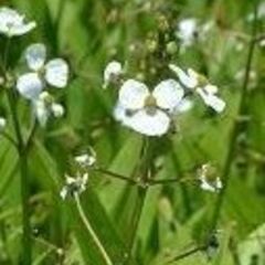 メダカ喜ぶ　ナガバオモダカ　大の画像