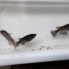 メダカ　黒豆　稚魚　幼魚の画像