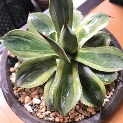 アガベの画像
