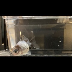 金魚　変わり竜の画像
