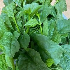ベトナムの新鮮野菜・ハーブ詰め合わせ（ツルムラサキ・しそ・ミント類）の画像