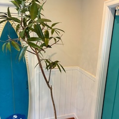 70【アムステルダム約200cm】超大型観葉植物｜シンボルツリー