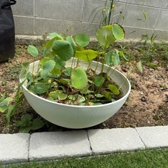タネから育てた蓮🪷の画像
