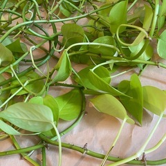 ポトス　観葉植物　　　　の画像