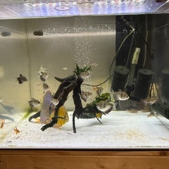 ディスカスペア　　の画像