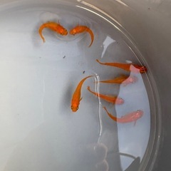 楊貴妃メダカの画像