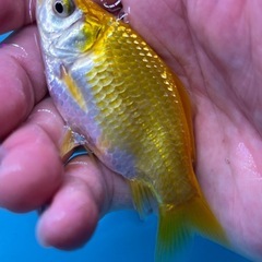 イエロー和金　金魚　和金　可愛い癒しの金魚の画像