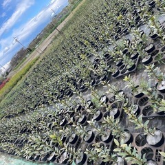 🌿 未経験歓迎！植木の生産・管理スタッフ｜夏は11時～15時15分の長い休憩♪一度帰宅できますの画像