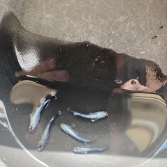 鱗龍メダカの画像