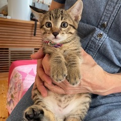 6月生まれの４ニャンズ - 猫