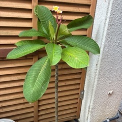 プルメリア　レモン色🍋の画像