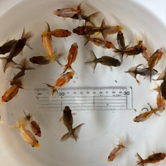 金魚 ★キャリコ土佐錦 当歳★ ☆1セット大サイズ5匹1000円・小サイズ7匹1000円☆の画像