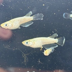 めだか 【飛輪】 10匹＋αの画像