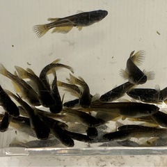 【取引者決定済】②-1妲己メダカ幼魚10匹の画像