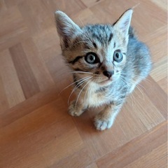 〖9月末まで〗子猫の里親募集してます！ - 猫