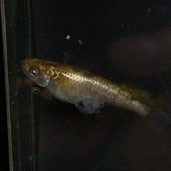 金閣 メダカ 若魚5匹セット1500円の画像