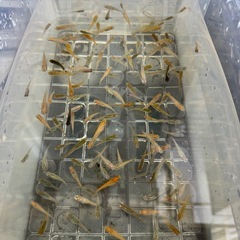 ミックスメダカ  幼魚  10匹の画像