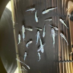 メダカ大　オリジナル品種　水鏡　若魚、稚魚10匹の画像