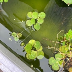 水草3種  ビオトープにウォータークローバーほか値下げしました　の画像
