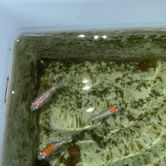 11　メダカ（ミックス）とエビのセットの画像