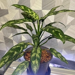 【観葉植物】✨平日お渡し可✨アグラオネママリア　子株🌱の画像