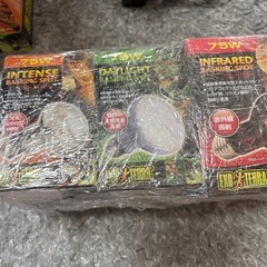 爬虫類　ライトの画像