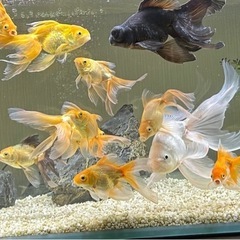 かわいい金魚 中 3匹セットの画像