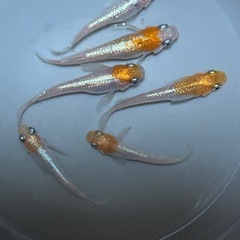 メダカ 南国トロピカル 6匹の画像