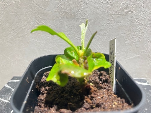 観葉植物】ビカクシダリドレイ胞子培養株🌱✨ (H& plants) 西武柳沢の