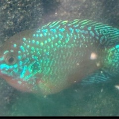 福岡　佐賀　長崎　熱帯魚　バルーンジュエルシクリッド　稚魚　8匹セットの画像