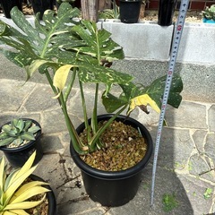 モンステラ斑入りの画像