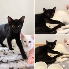 仲良しきょうだい白猫バニラと黒猫チョコ
