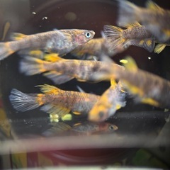 滝ヒレ長 親候補(若魚)1paの画像