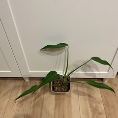 モンステラ　バールマルクスフレームの画像