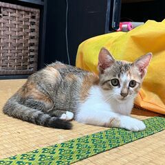  ☆★生後２ヶ月三毛子猫★☆ - 里親募集
