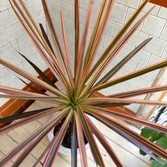 コルジリネ・観葉植物の画像