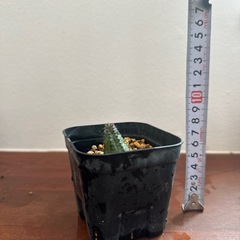 オベサ　多肉植物の画像