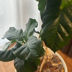 コーヒーの木の画像