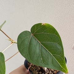 フィカス　ペティオラリス　観葉植物の画像
