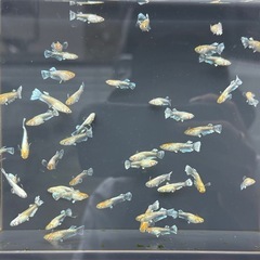 【エデンモルフォ亜種】ラスト 写真全ての画像