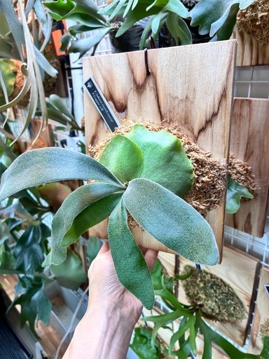 ビカクシダ Auburn  × Pedro 十二田植栽 板付セレクト株 ビカクシダ板付けP.Auburn River×P.Copper will (nonta) 上野幌の家庭
