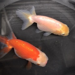 【23日まで】金魚/らんちゅう当歳2匹の画像