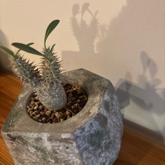 パキポディウム・伊藤ハイブリッドの画像