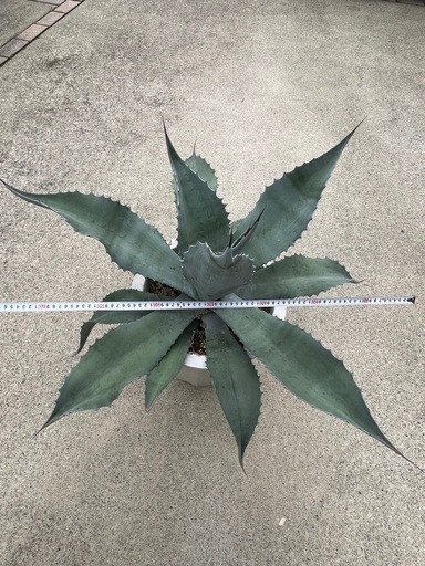 アガベ シルバーサーファー 大株 約70cm ドライガーデン 地植え