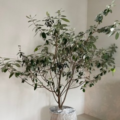 フェイジョア(アポロ) 鉢植え 果樹の画像
