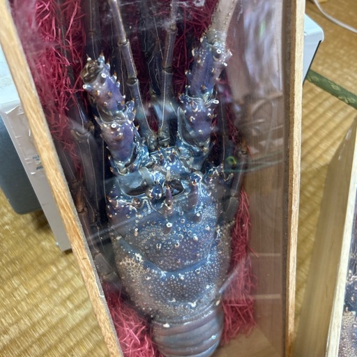 五色エビ剥製 (しゅう) 石垣のその他の中古あげます・譲ります